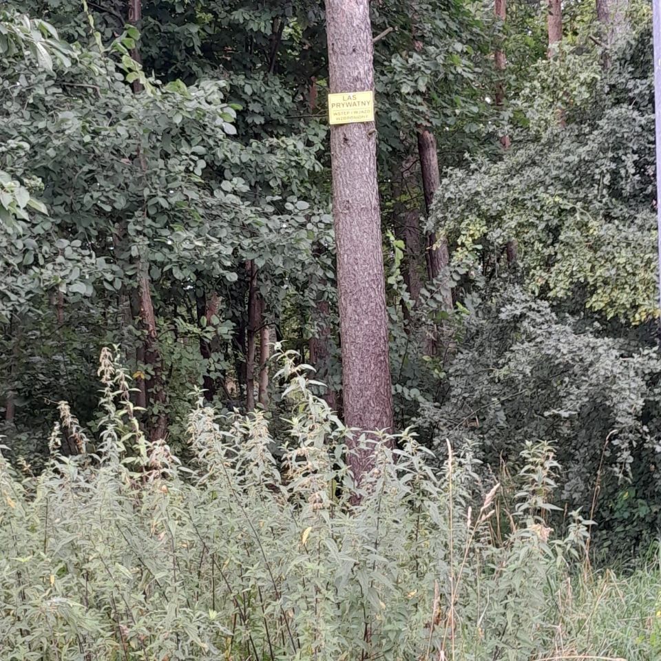 Działka leśna Sępólno Krajeńskie, ul. Niechorska