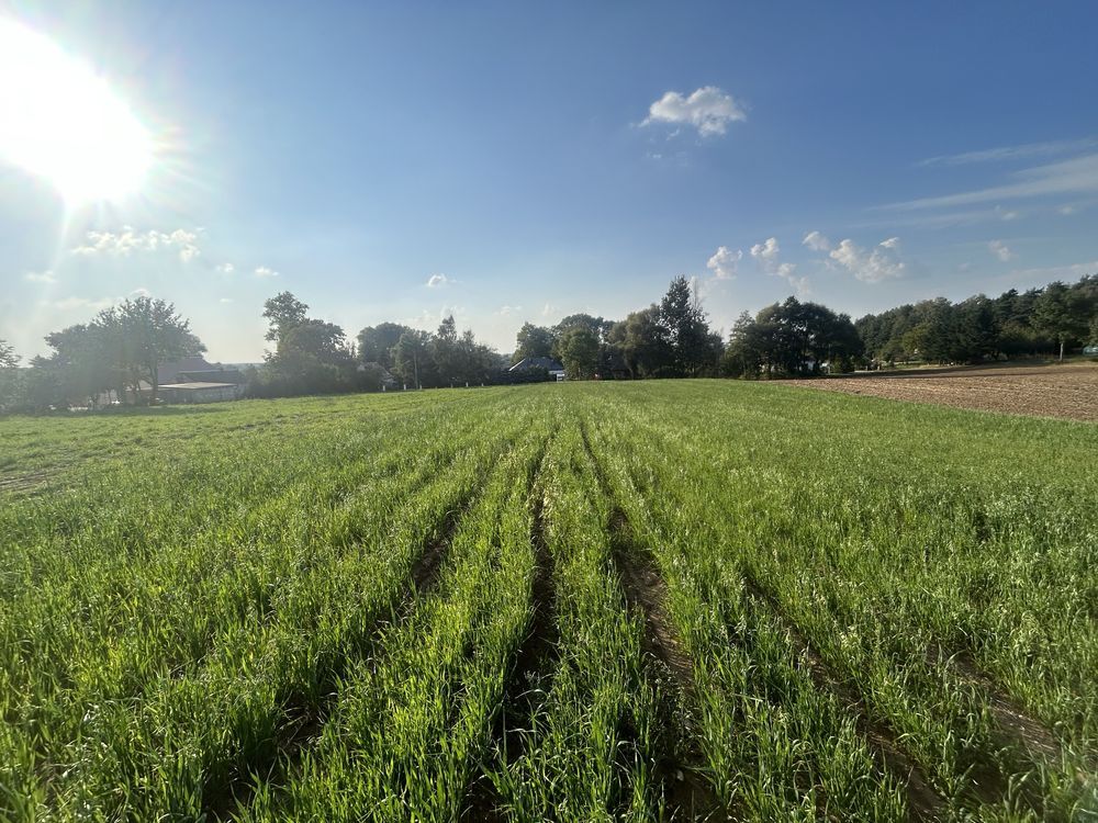 Działka siedliskowa Imielno