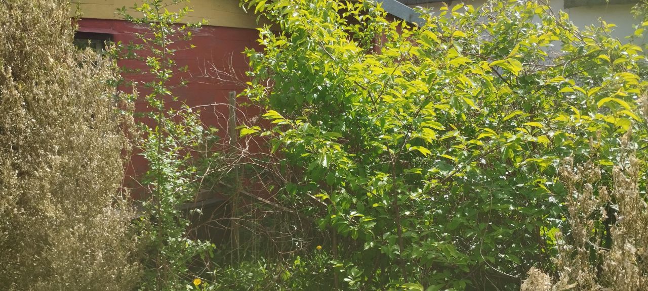 Działka rod Siechnice, ul. Lwowska. Zdjęcie 7