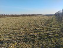 Działka rolna Ruszcza-Płaszczyzna, Ruszcza Płaszczyzna. Zdjęcie 1