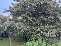 Działka rod Płock, ul. Narodowych Sił Zbrojnych. Zdjęcie 3