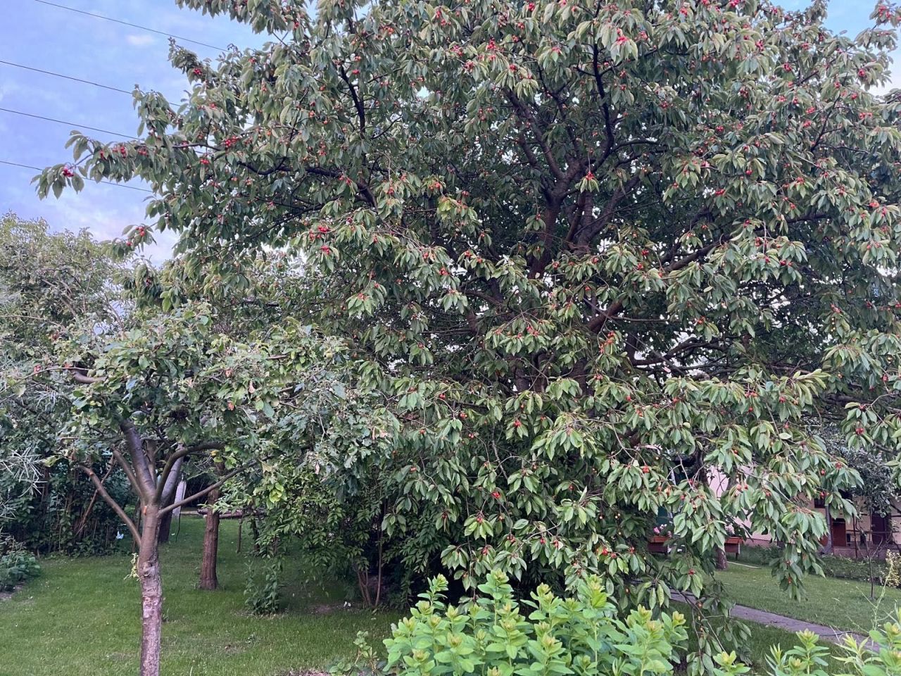 Działka rod Płock, ul. Narodowych Sił Zbrojnych. Zdjęcie 4