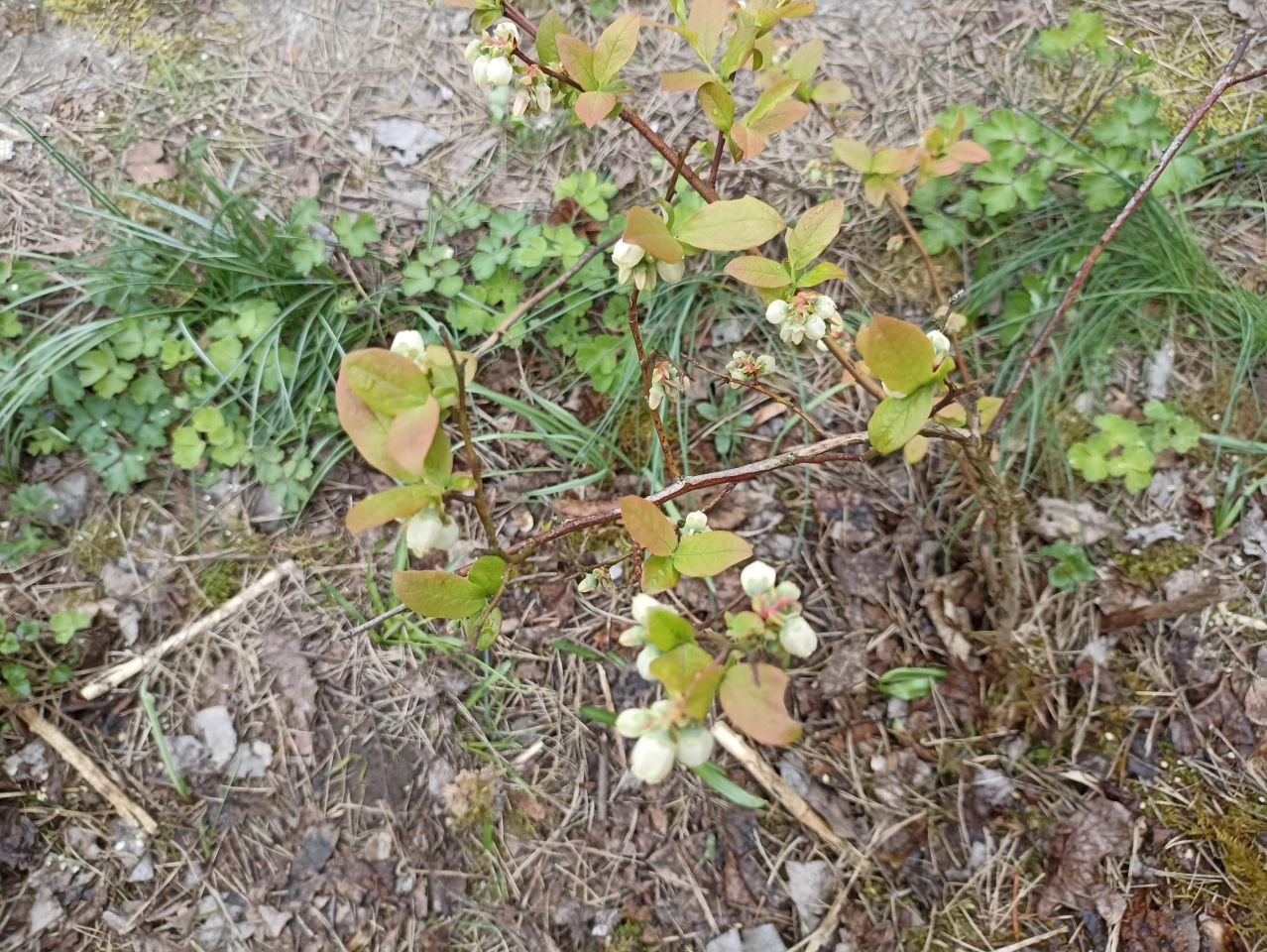 Działka rod Warszawa Mokotów, al. Niepodległości. Zdjęcie 16