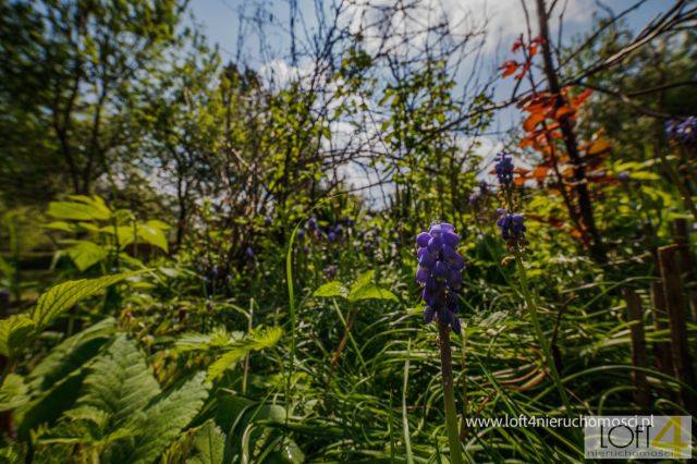 Działka rod Tarnów, ul. Grunwaldzka. Zdjęcie 10
