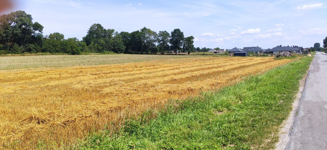 Działka rolno-budowlana Borowina Sitaniecka. Zdjęcie 7