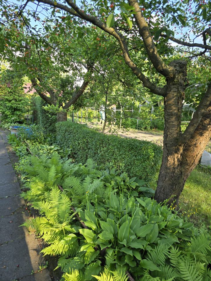 Działka rod Inowrocław Rąbin, Zapadle. Zdjęcie 7