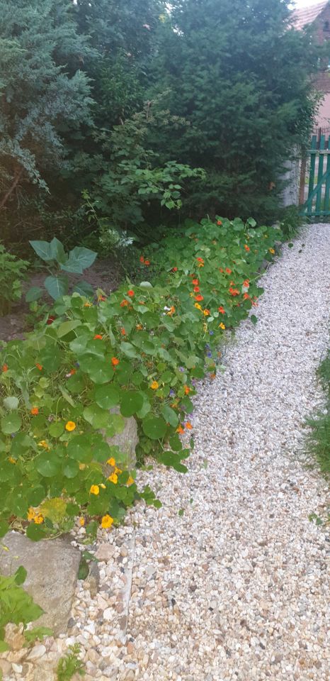 Działka budowlana Roztoki. Zdjęcie 6