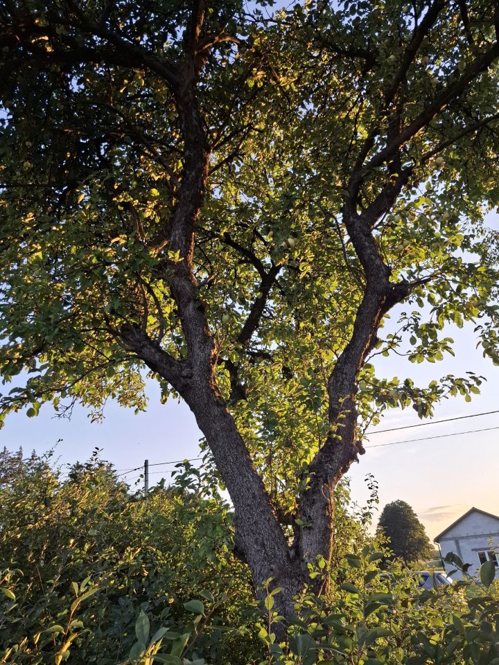 Działka rolno-budowlana Pęchratka Polska. Zdjęcie 4