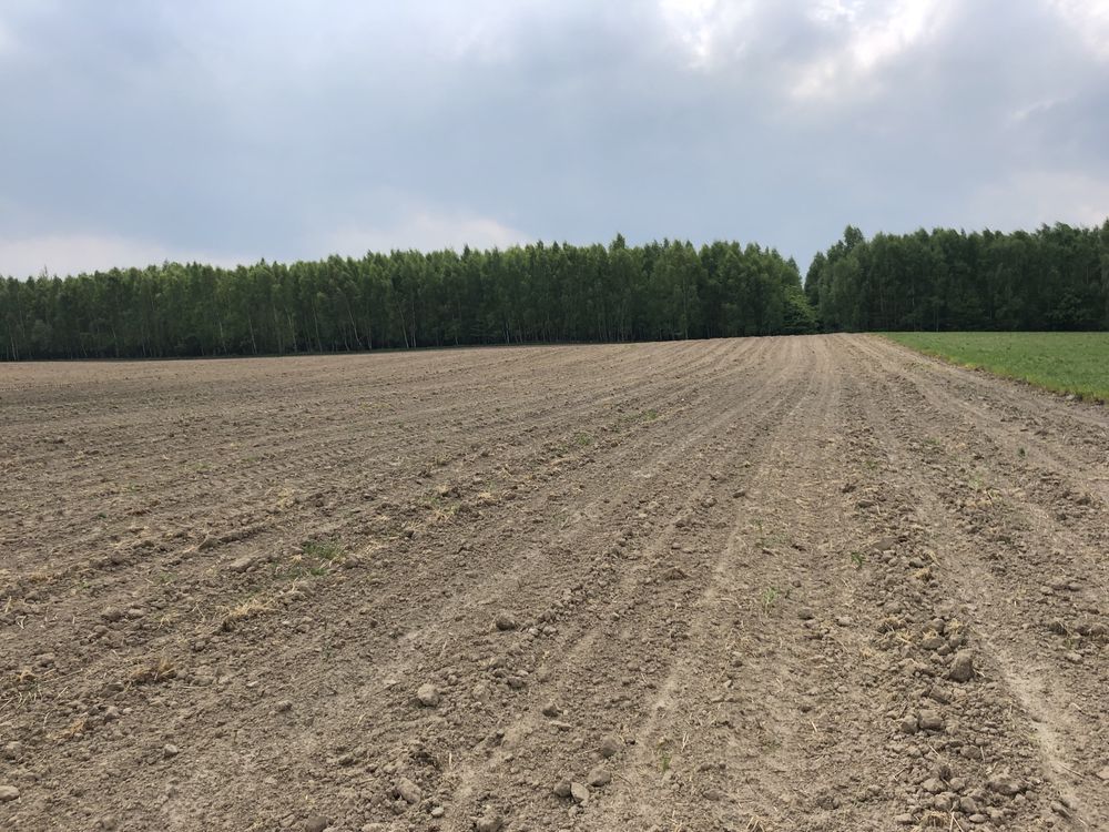 Działka leśna Rychnowy. Zdjęcie 3