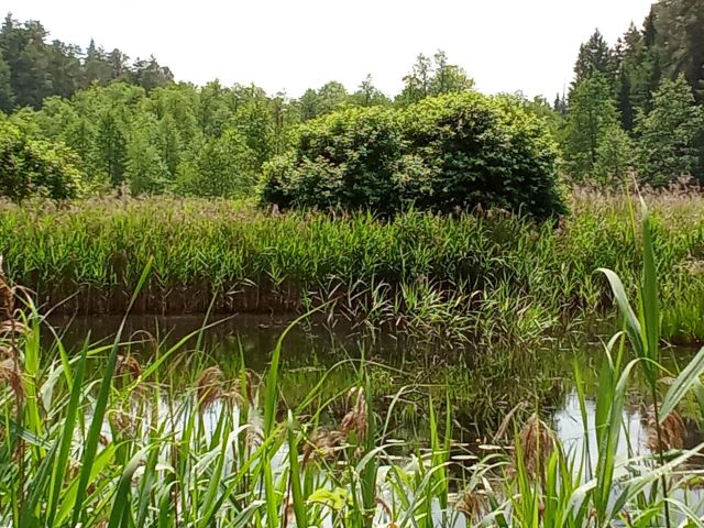 Działka leśna Ciasne, ul. Zielona. Zdjęcie 1