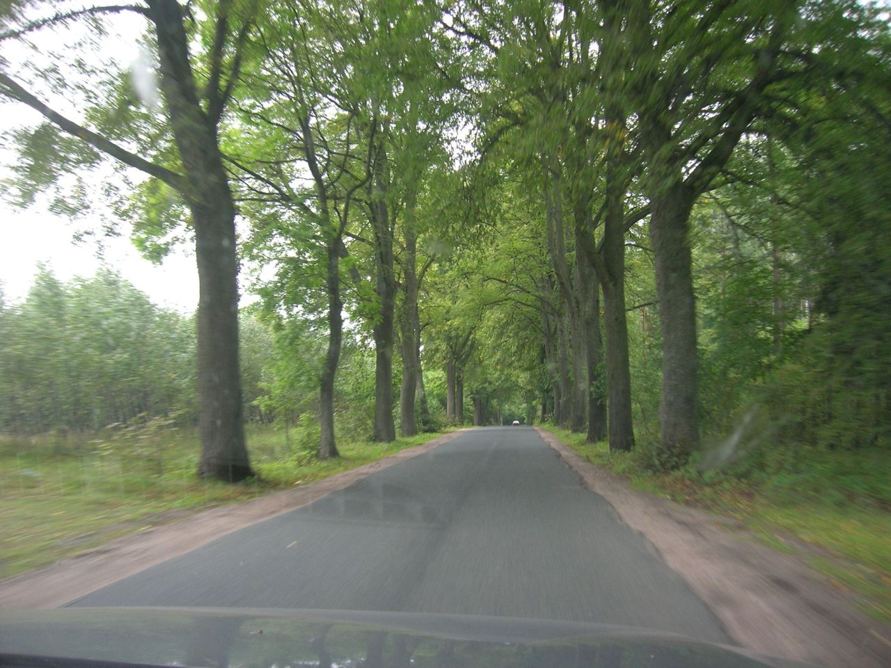 Działka siedliskowa Kikity. Zdjęcie 3