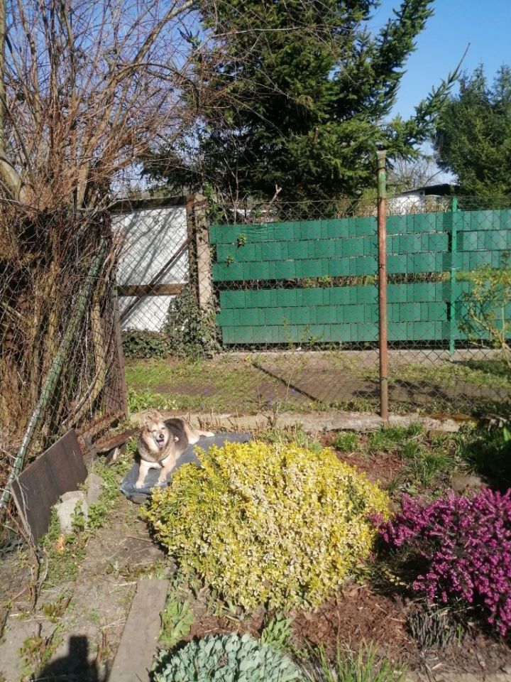 Działka rod Gliwice. Zdjęcie 3