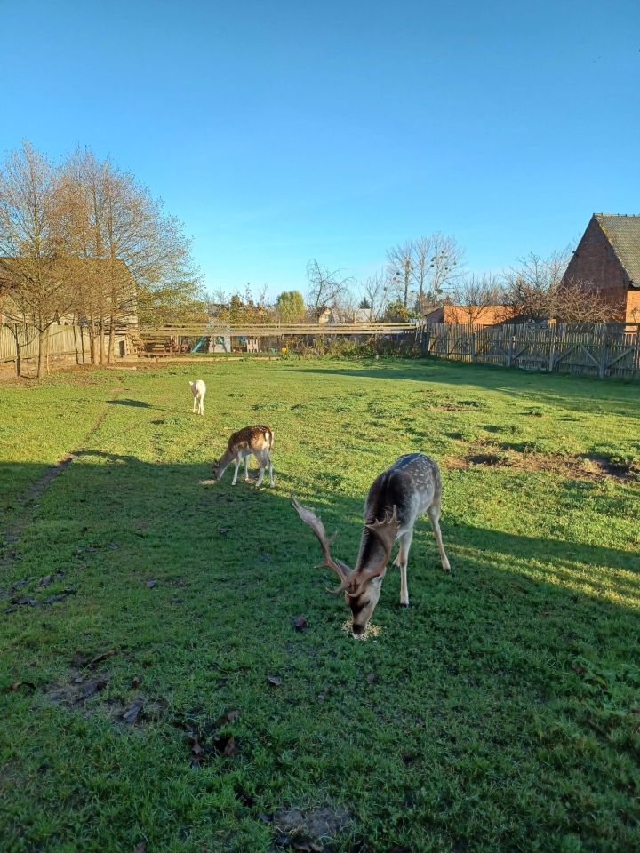 dom wolnostojący Odolanów, ul. Ostrowska. Zdjęcie 3