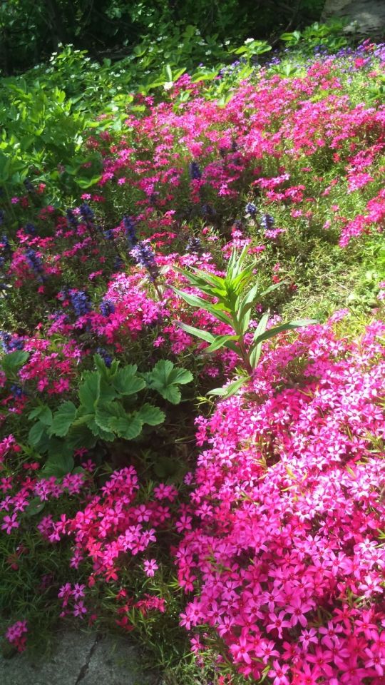 Działka rod Wrocław Stare Miasto. Zdjęcie 5