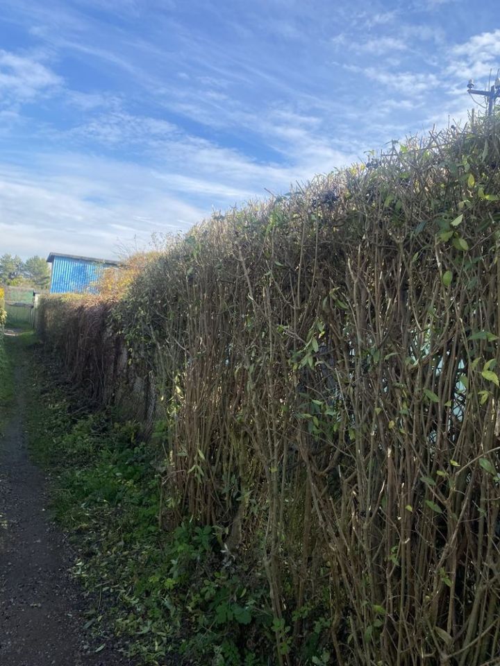 Działka rod Chorzów, ul. Gruntowa. Zdjęcie 3