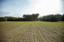 Działka inna Żołędowo. Zdjęcie 4