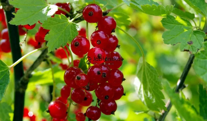 Działka rekreacyjna Bydgoszcz