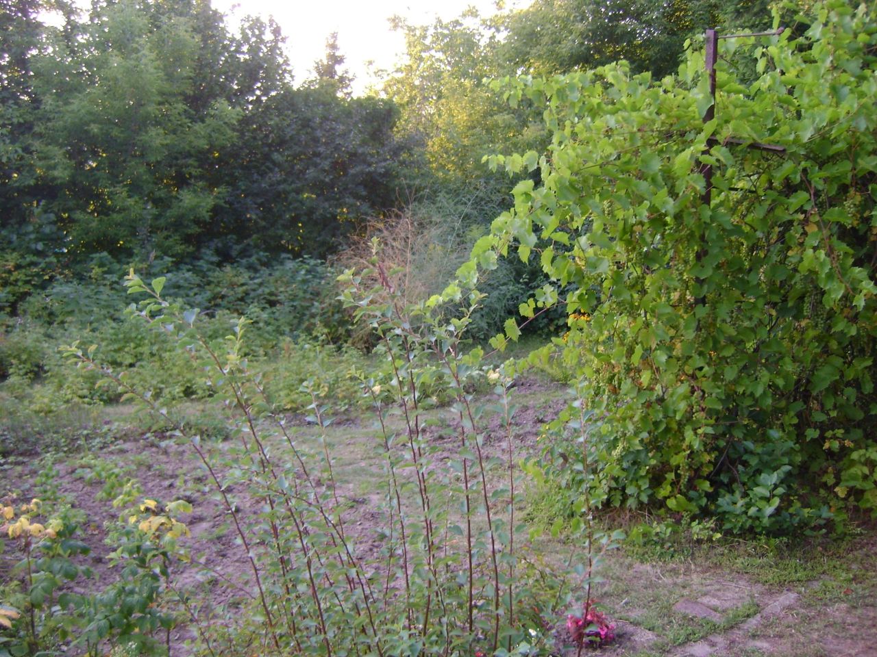 Działka rod Lublin Szerokie, ul. Nałęczowska. Zdjęcie 10