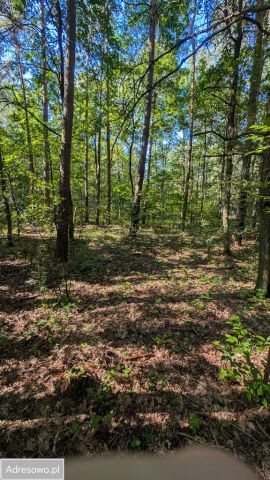 Działka budowlana Władysławów, ul. Sosnowa. Zdjęcie 1