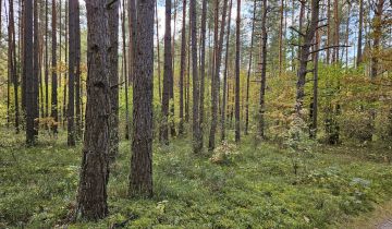 Działka leśna Suków Babie