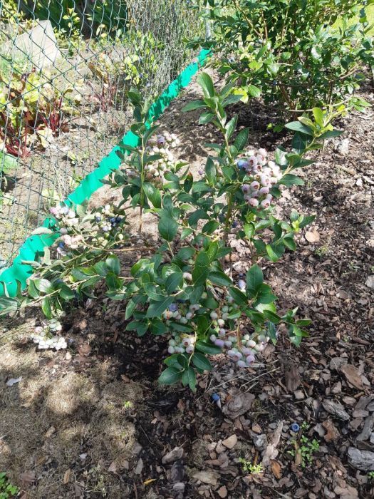 Działka rod Gdynia Oksywie, ul. Zielona. Zdjęcie 15