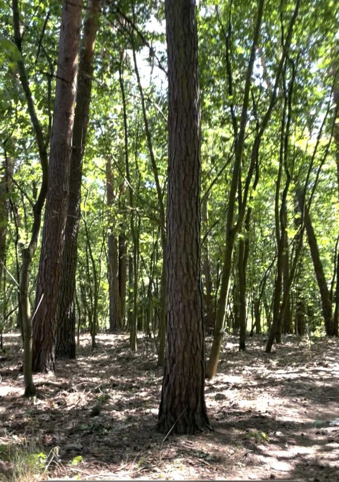 Działka leśna Otwock Świerk. Zdjęcie 2