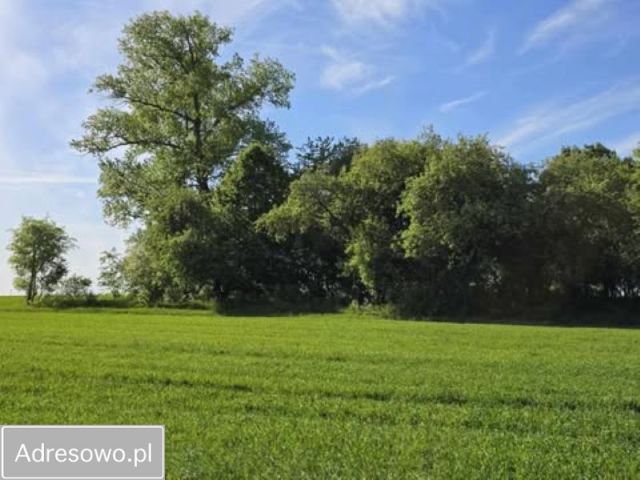 Działka rolno-budowlana Olszyn. Zdjęcie 1