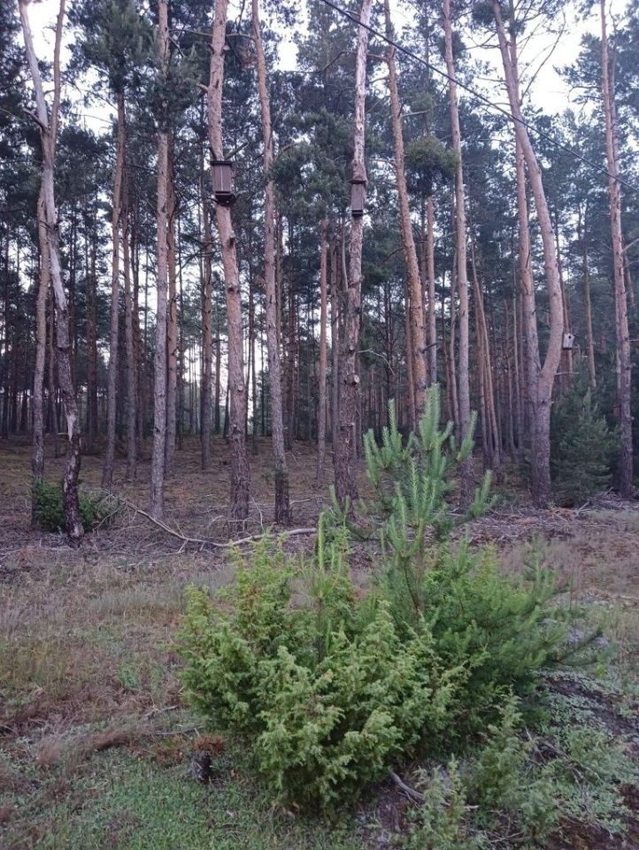 Działka budowlana Żelazo. Zdjęcie 3