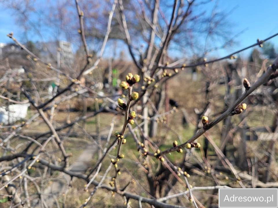 Działka rod Wrocław Ołbin, ul. Ignacego Daszyńskiego. Zdjęcie 2