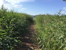 Działka rolna Stare Kiełbonki. Zdjęcie 4