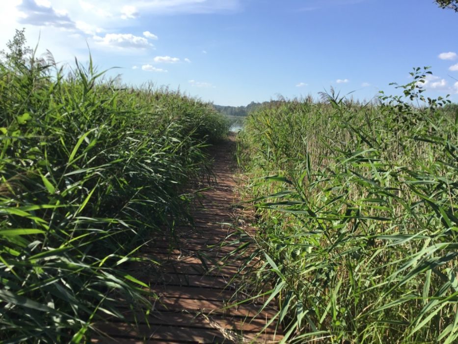 Działka rolna Stare Kiełbonki. Zdjęcie 5