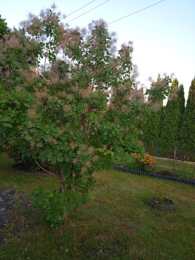 Działka rod Łódź. Zdjęcie 10