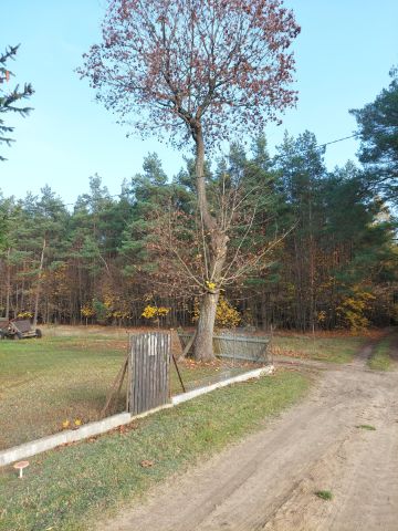 Działka leśna Syberia. Zdjęcie 1