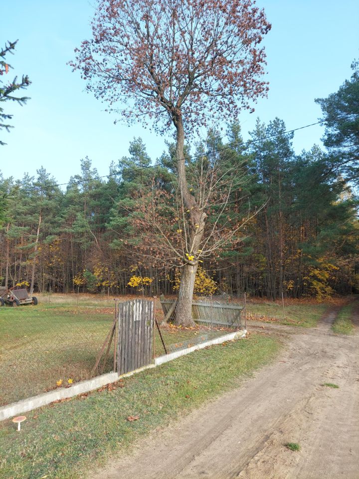 Działka leśna Syberia