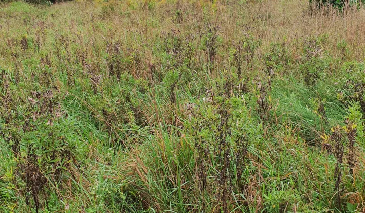 Działka budowlana Żywiec Zabłocie, ul. Łęgowa