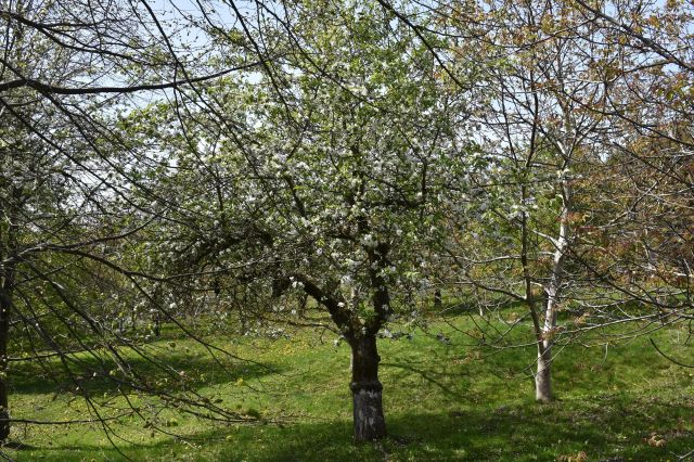 dom wolnostojący, 5 pokoi Ścienne. Zdjęcie 38