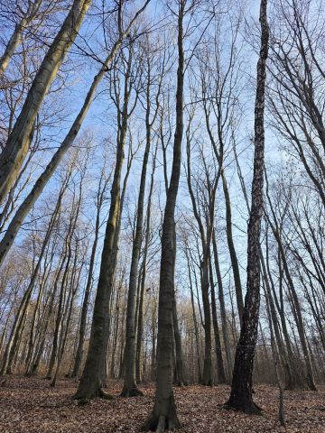 Działka leśna Pilica. Zdjęcie 1