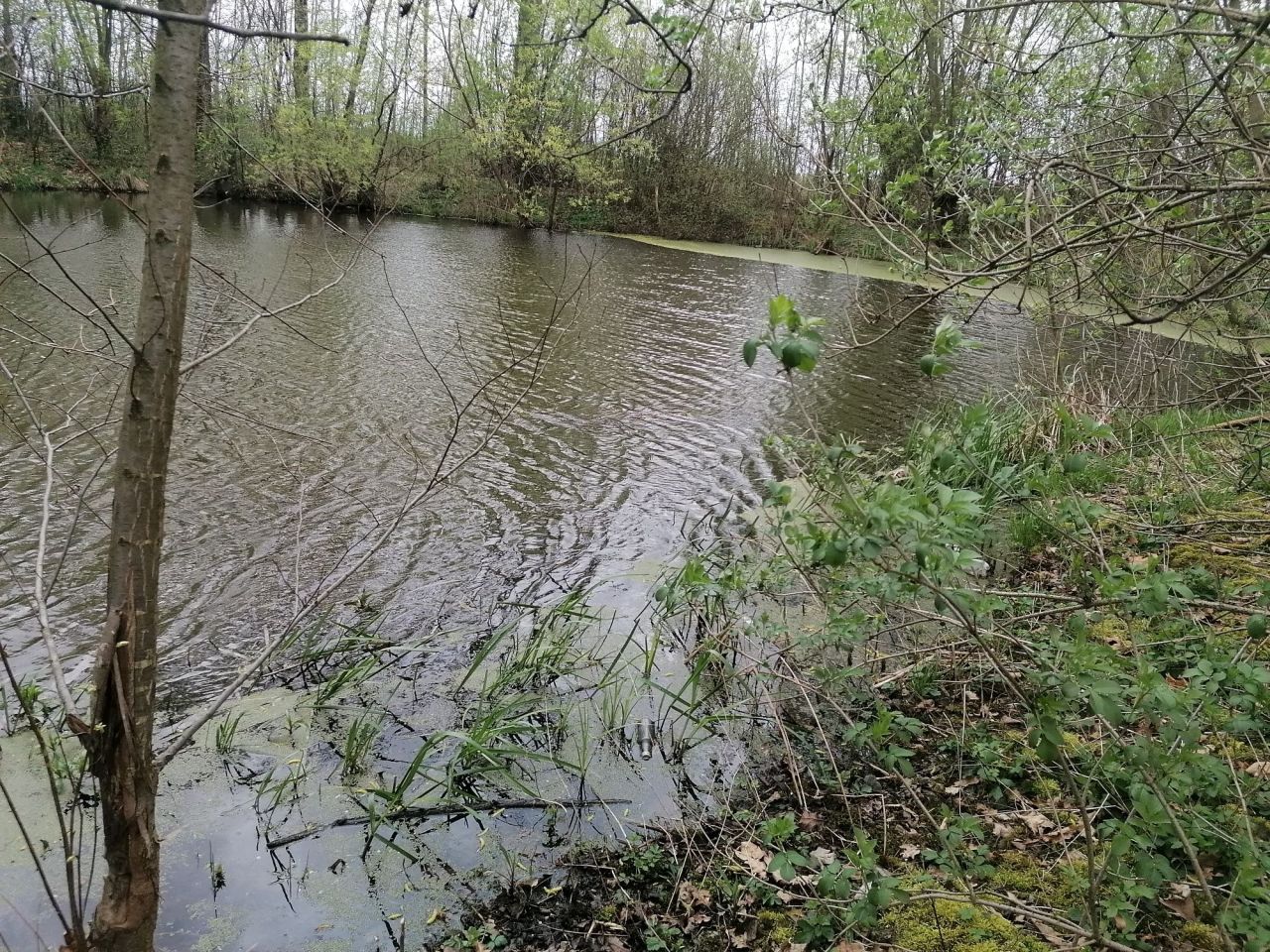 Działka budowlana Wojków. Zdjęcie 8