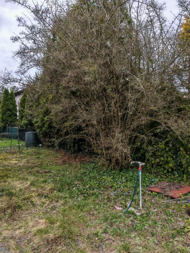 Działka rod Chludowo. Zdjęcie 5