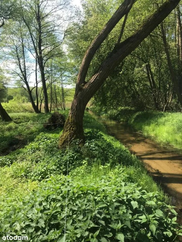 Działka rolna Rydzewo. Zdjęcie 4