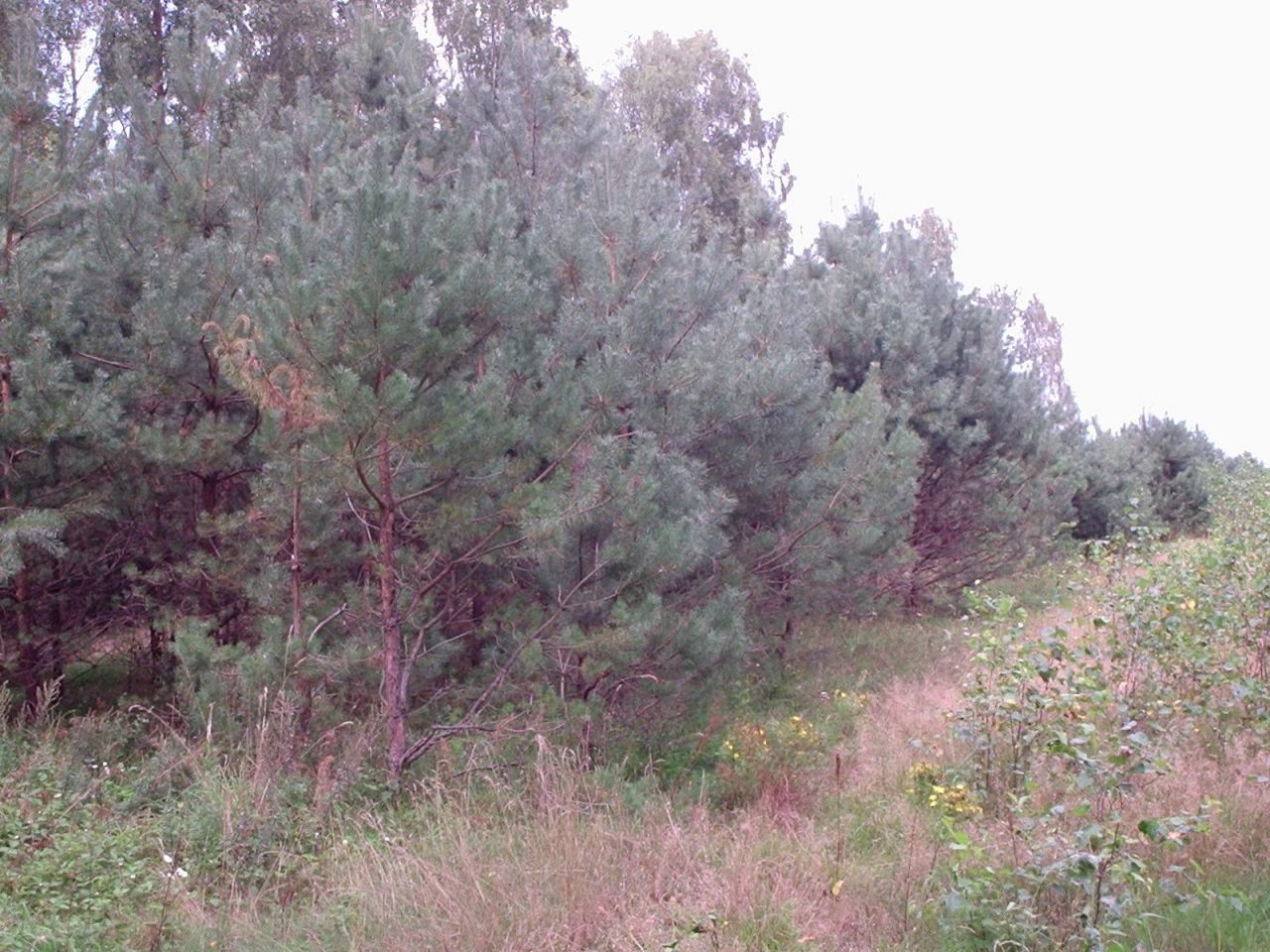 Działka siedliskowa Doliwo. Zdjęcie 4