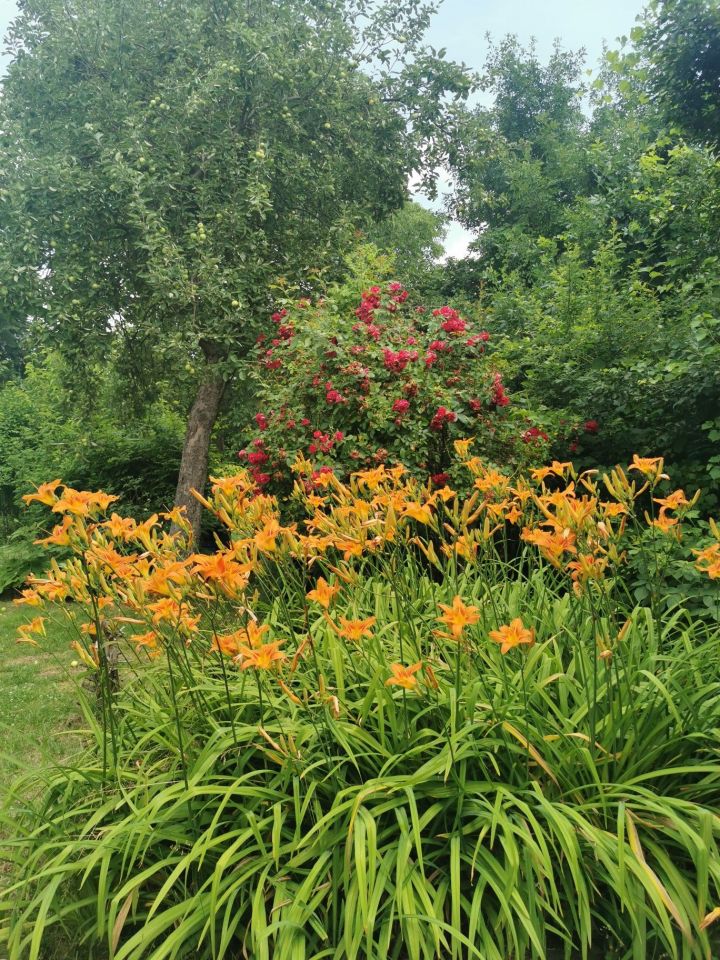 Działka rod Gliwice Trynek, ul. Góry Chełmskiej. Zdjęcie 3