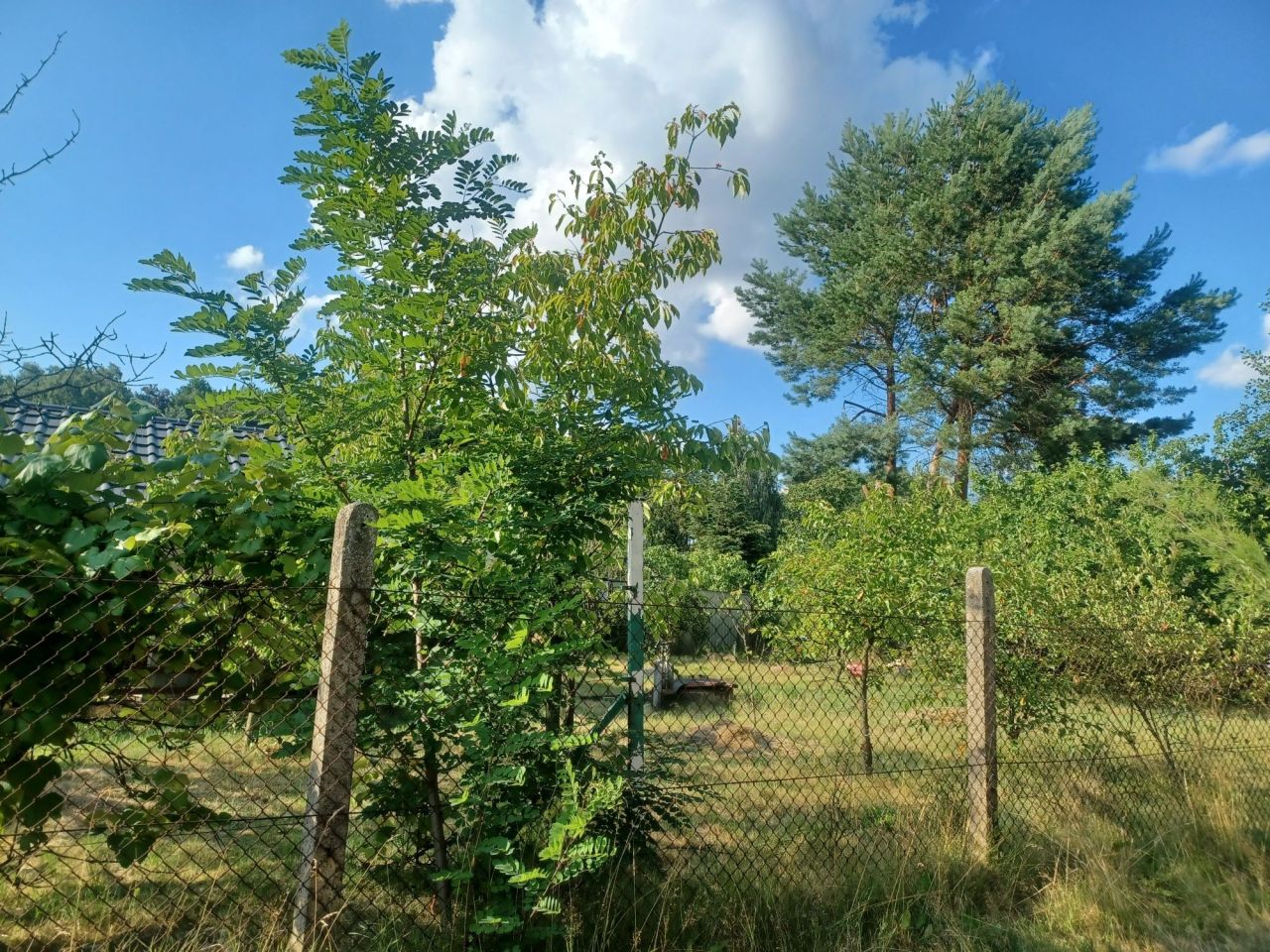 Działka rekreacyjna Chojne. Zdjęcie 3