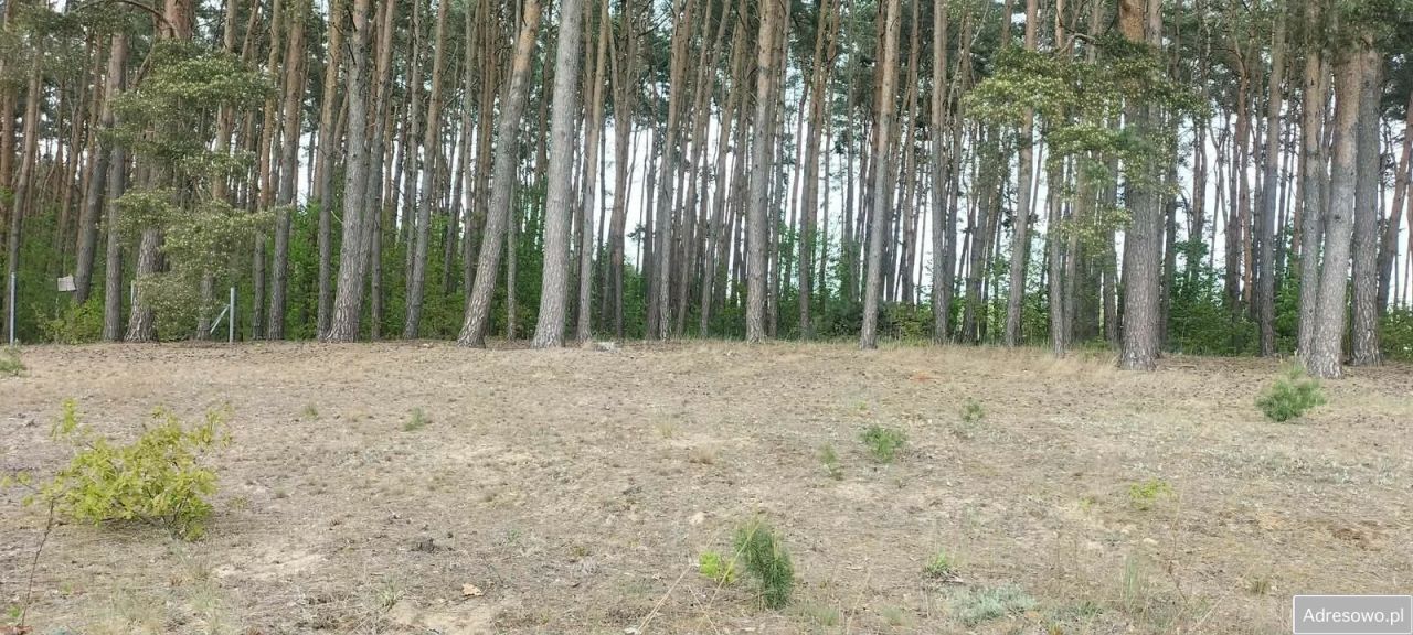 Działka budowlana Chomiąża Szlachecka. Zdjęcie 4