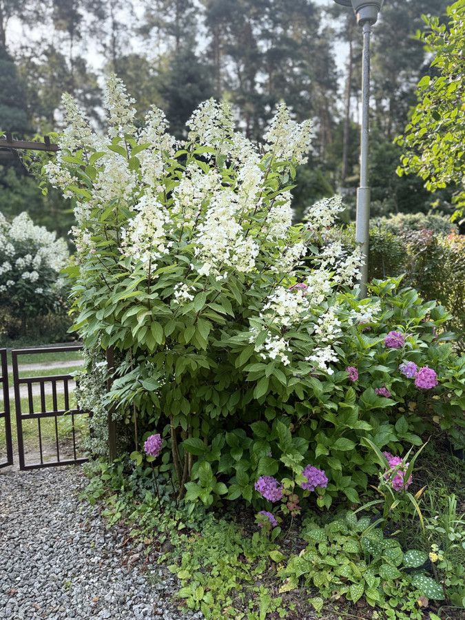 Działka rod Prawda. Zdjęcie 20