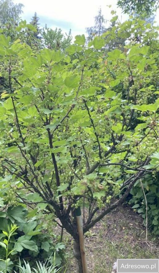 Działka rod Warszawa Zacisze, ul. Lewinowska. Zdjęcie 10