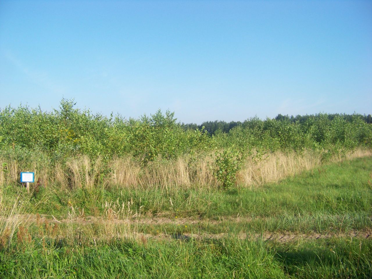 Działka rolna Budy Krępskie. Zdjęcie 3