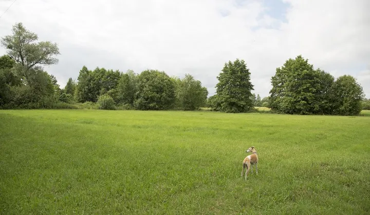 Działka siedliskowa Wola Ładowska