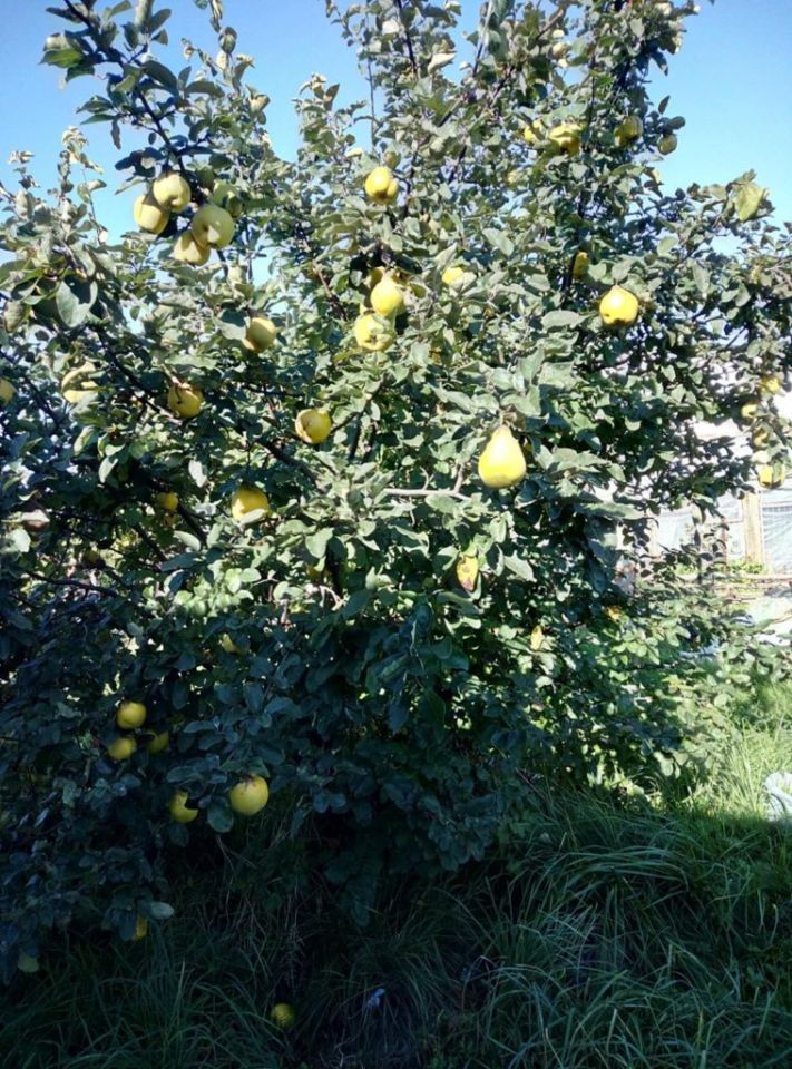 Działka rod Szczecin, ul. Bajeczna. Zdjęcie 3