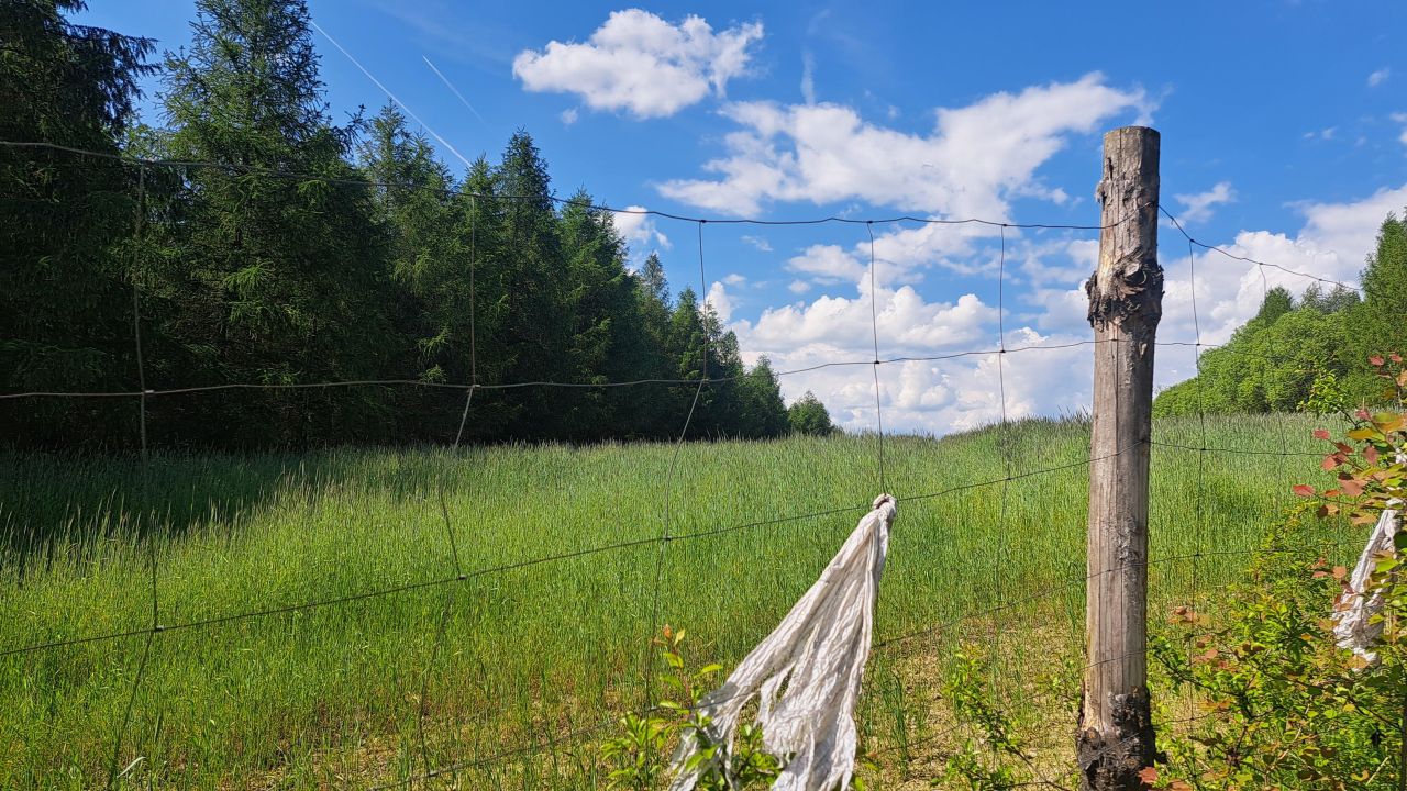 Działka leśna Brunary Jaszkowa. Zdjęcie 2